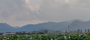 1000036464
