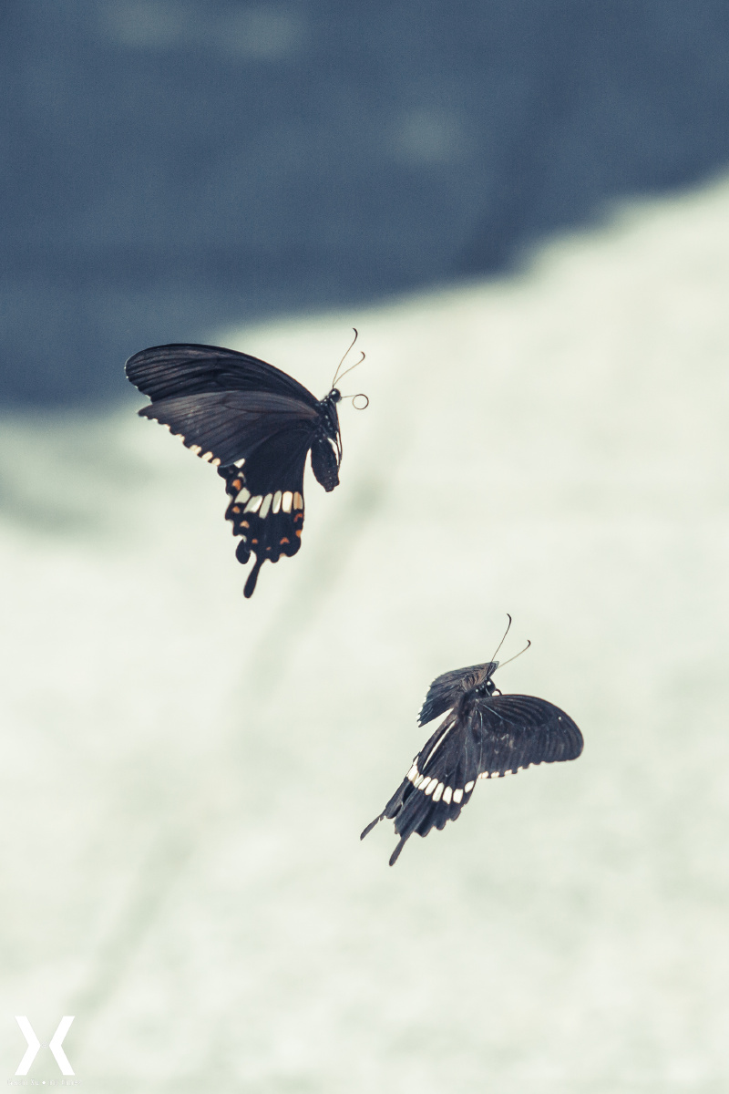 两只蝴蝶两只蝴蝶飞得快