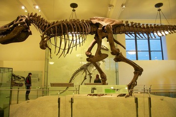 tyrannosaurus.jpg