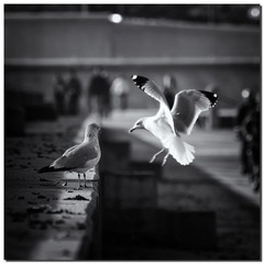 DSC_3598 副本.jpg