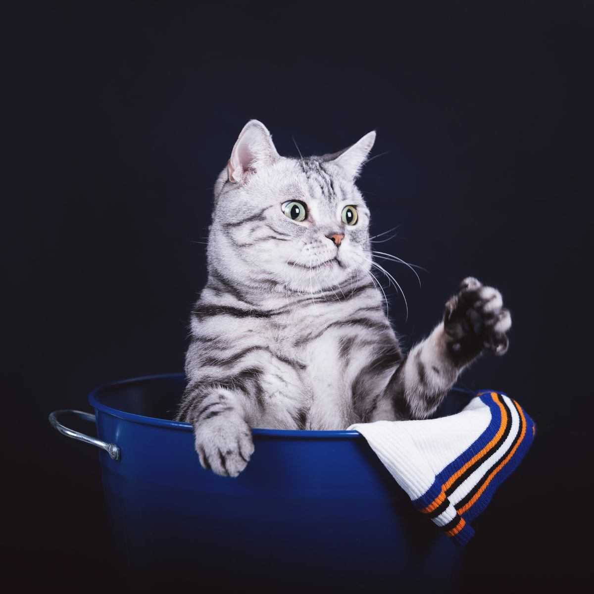 美短虎斑小猫咪