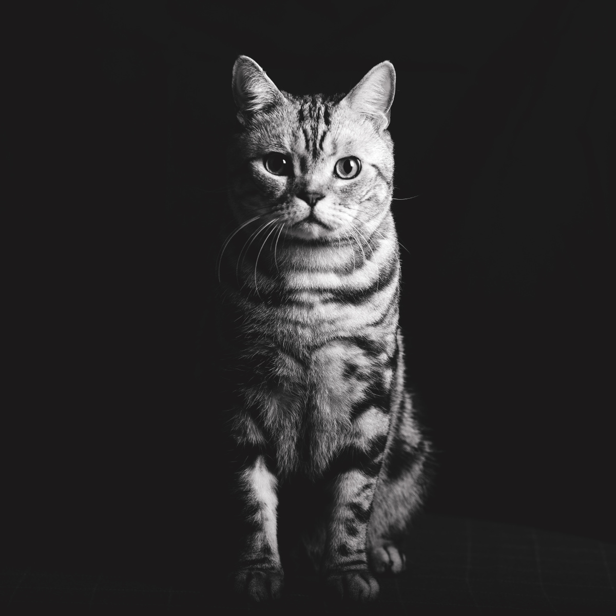 美短虎斑小猫咪