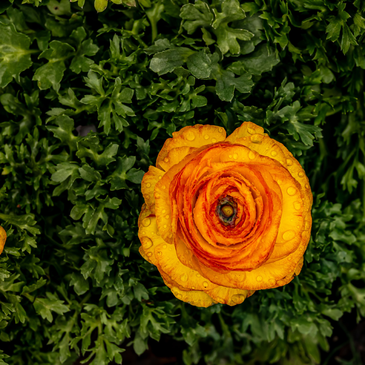 花毛茛花语受欢迎