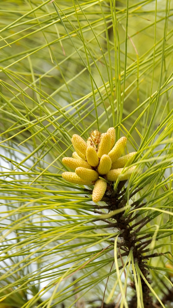 松针松果交相呼应原图与二次构图的碰撞