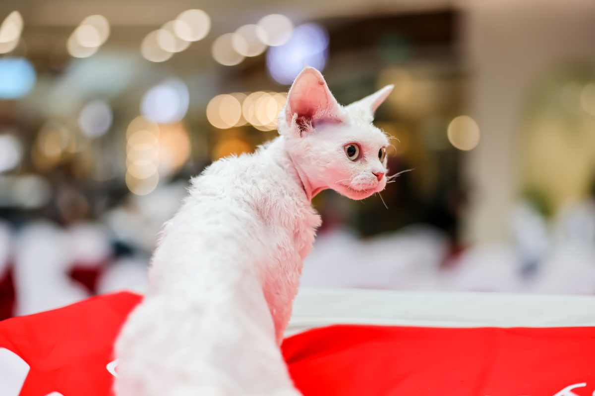 柯尼斯卷毛猫,又名康沃尔帝王猫 - 秋水阁主人 - 图虫