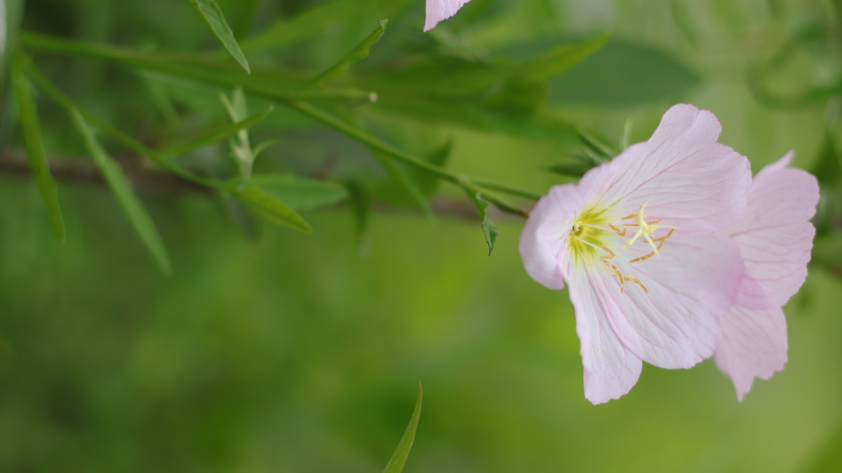 美丽月见草,别名:待霄草,粉晚樱草,粉花月见草;茎常丛生,因它在傍晚见
