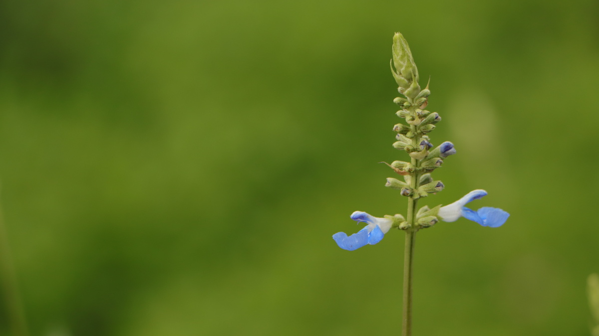 鼠尾草 - 秋水阁主人 - 图虫