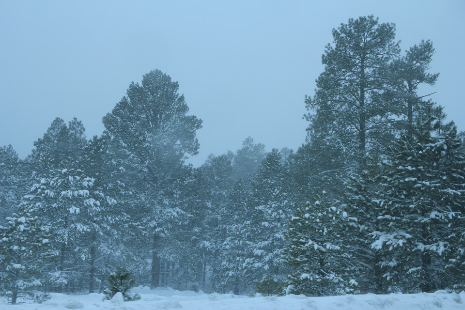 2010年12月30的雪景