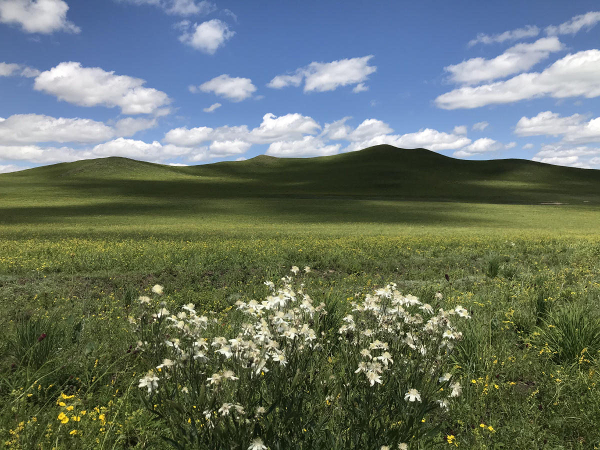 内蒙古乌兰布统坝上草原蓝天白云