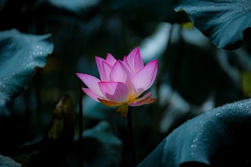 F19EB9D4-EA97-4F41-9DD9-04AAC749147B/L0/001