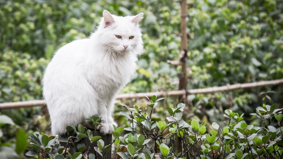 燕南园里的猫