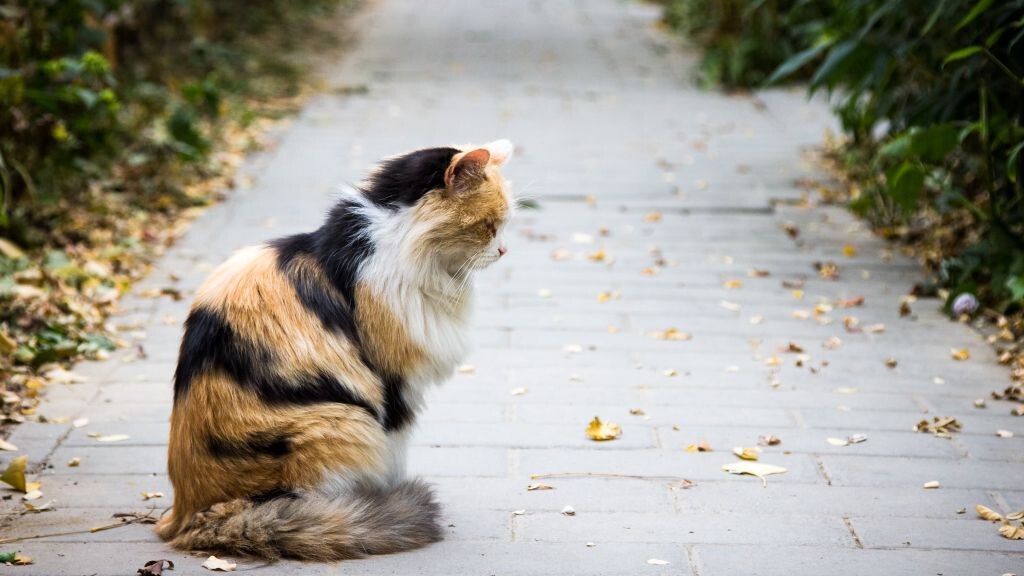 燕南园里的猫
