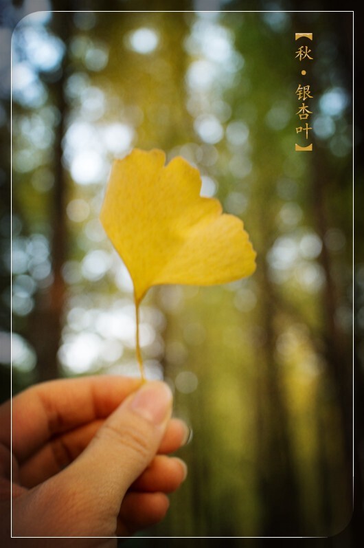 叶子。
