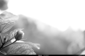960DSCF8063.jpg