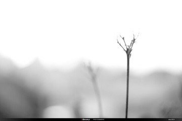 960DSCF8065.jpg