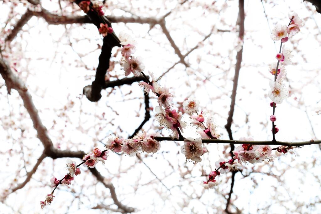 梅花