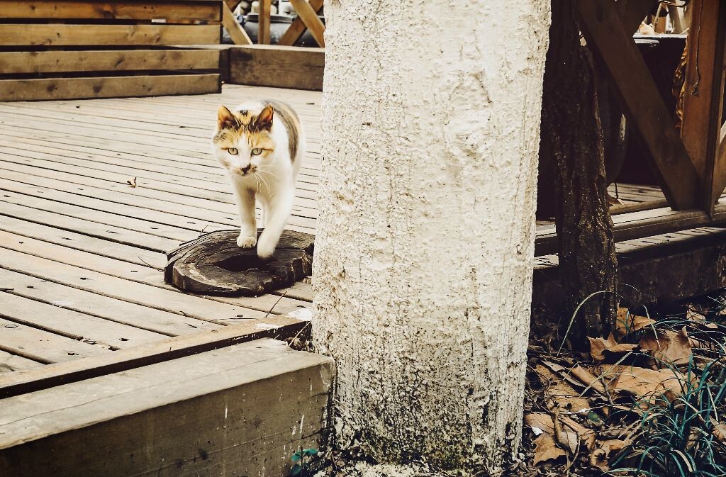 猫咪猫咪