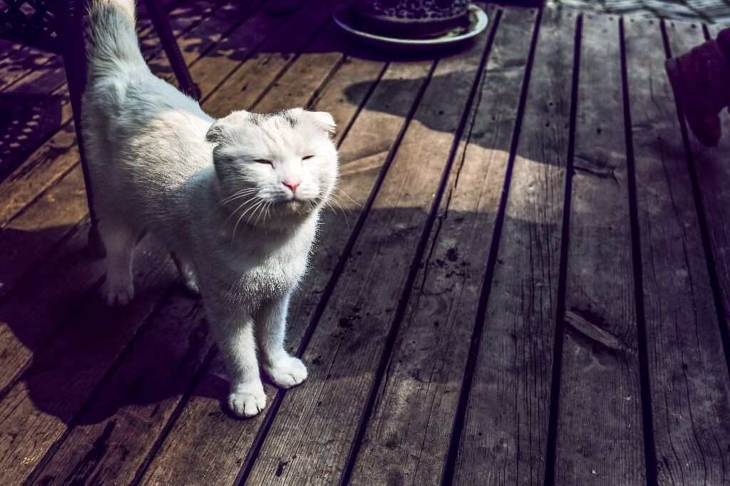 猫咪