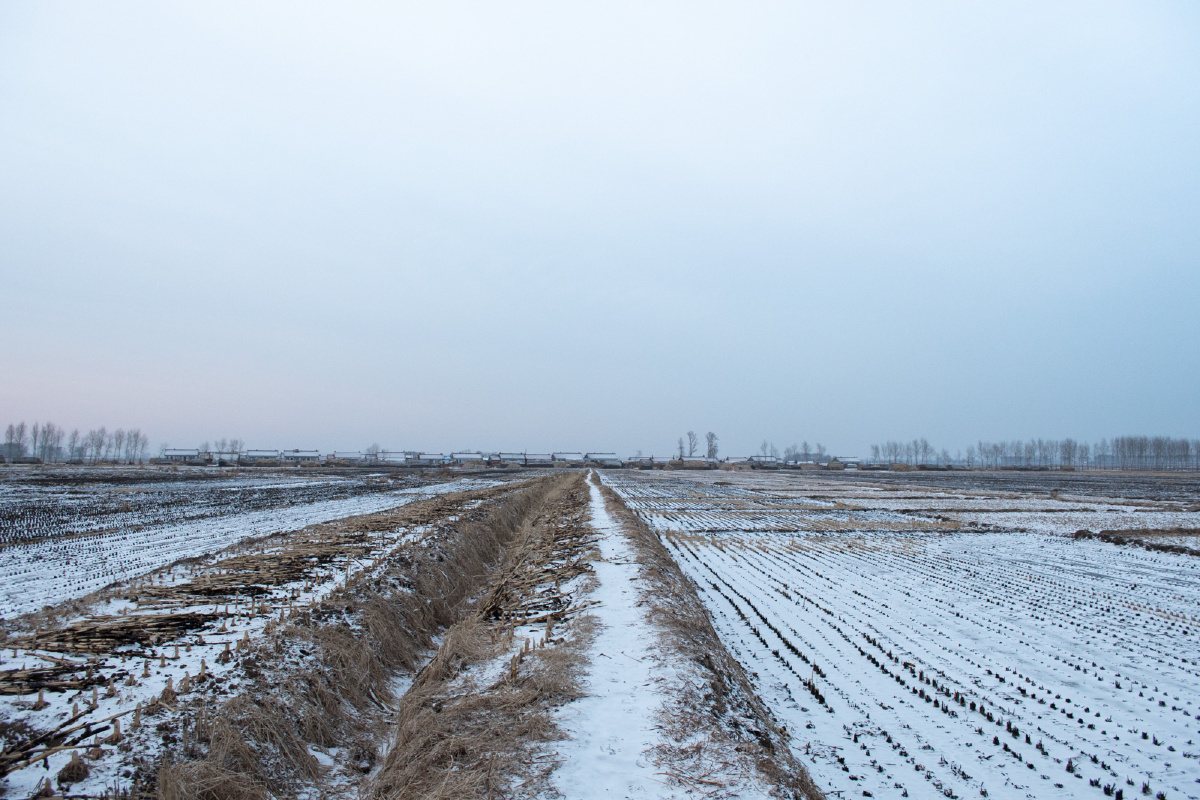 冬天里的稻田