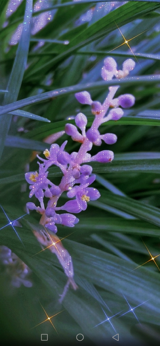 第33天紫幽兰手机摄影美学独自绽放自带光芒