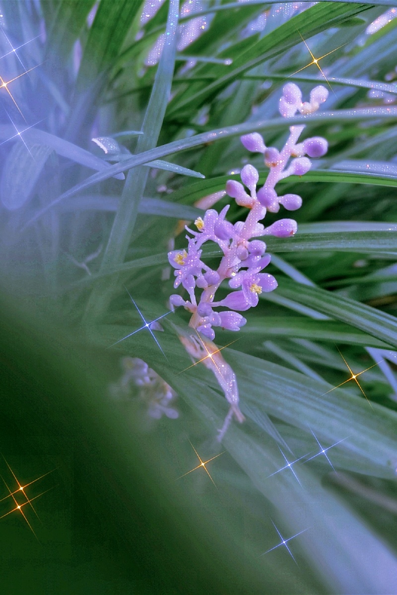 02第33天紫幽兰手机摄影美学独自绽放自带光芒