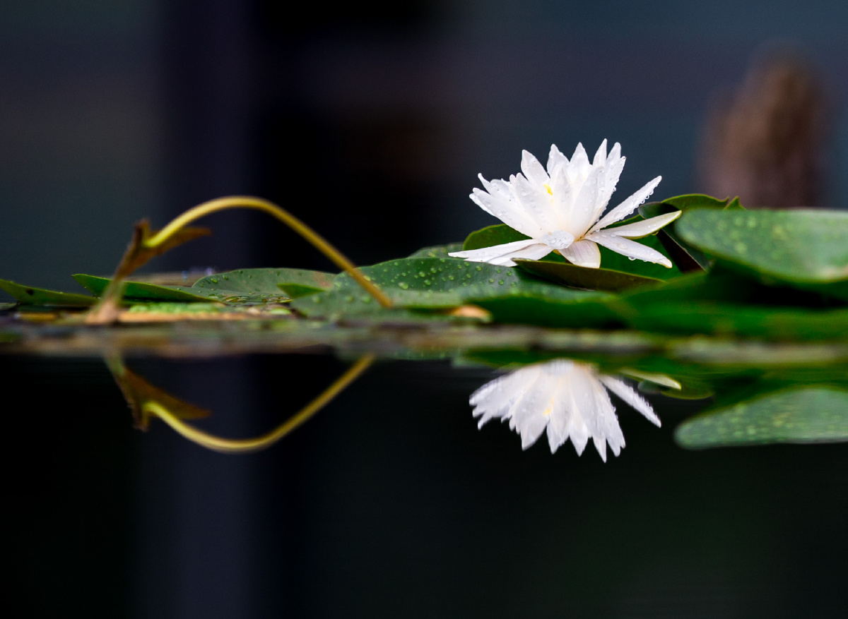 娇花照水静之美