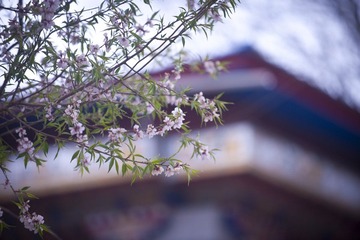 DSC_3488-1.jpg