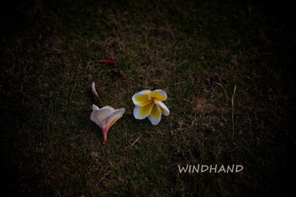 这些年，那些花