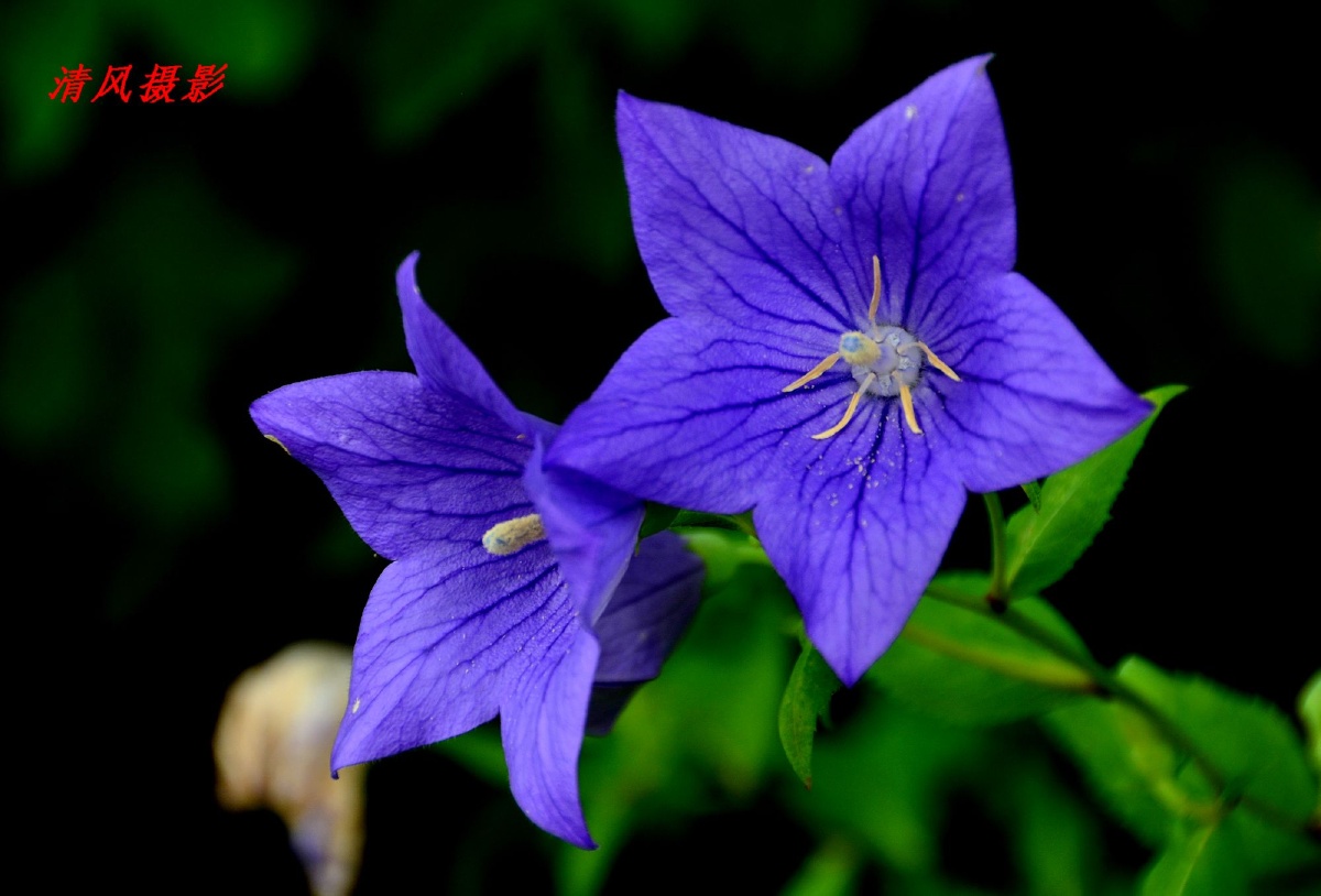 美丽的桔梗花