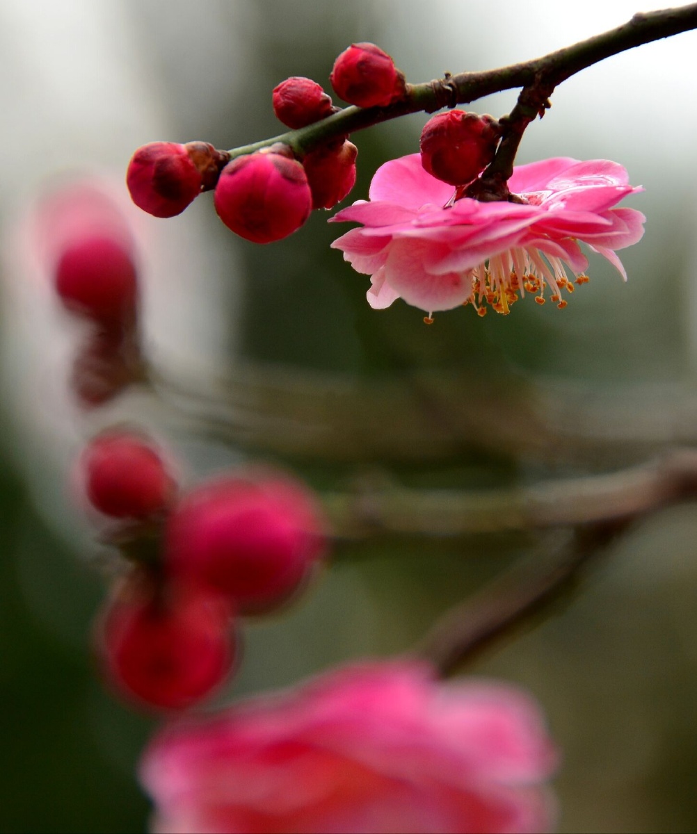 阳春三月梅花开