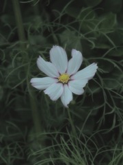 1000010264