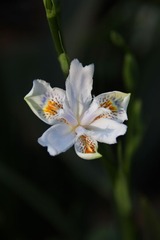 IMG_3438a