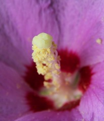 IMG_0546a