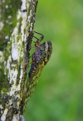 IMG_2239a