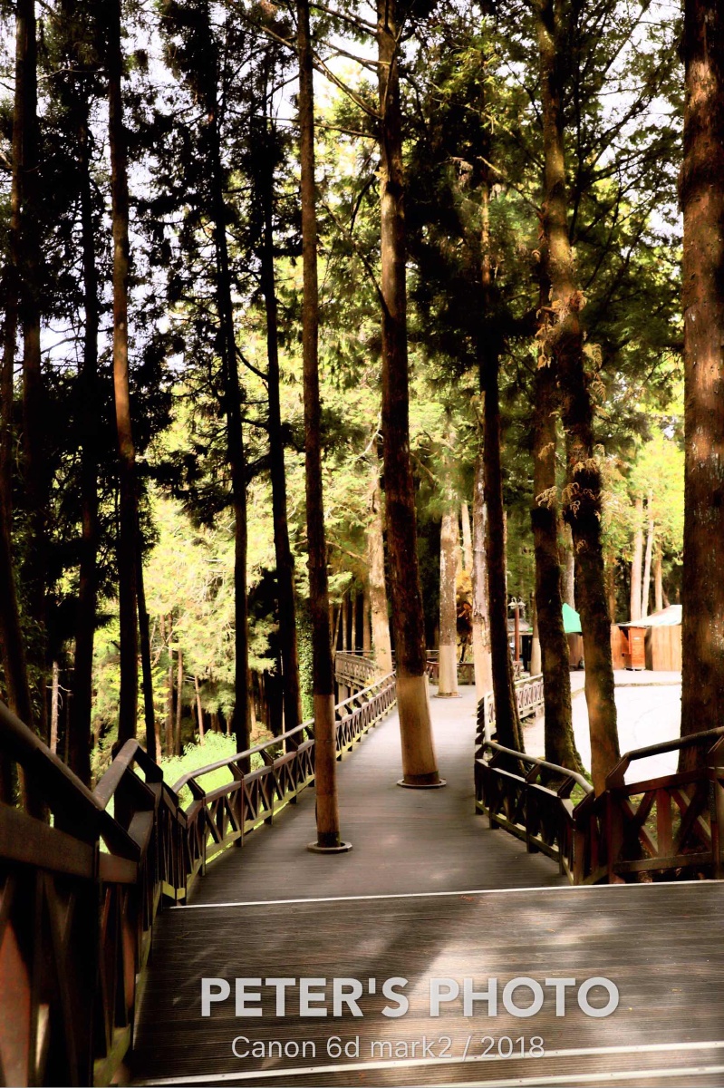 美丽的阿里山阿里山位於台湾嘉义阿里山邹族能歌善舞阿里山的姑娘美如