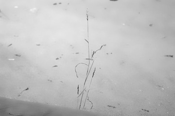 IMGP1798 
