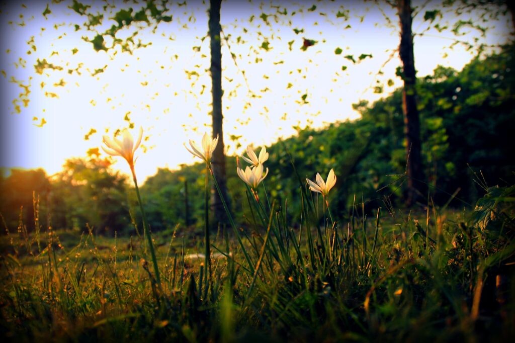 一点黄昏，一株花