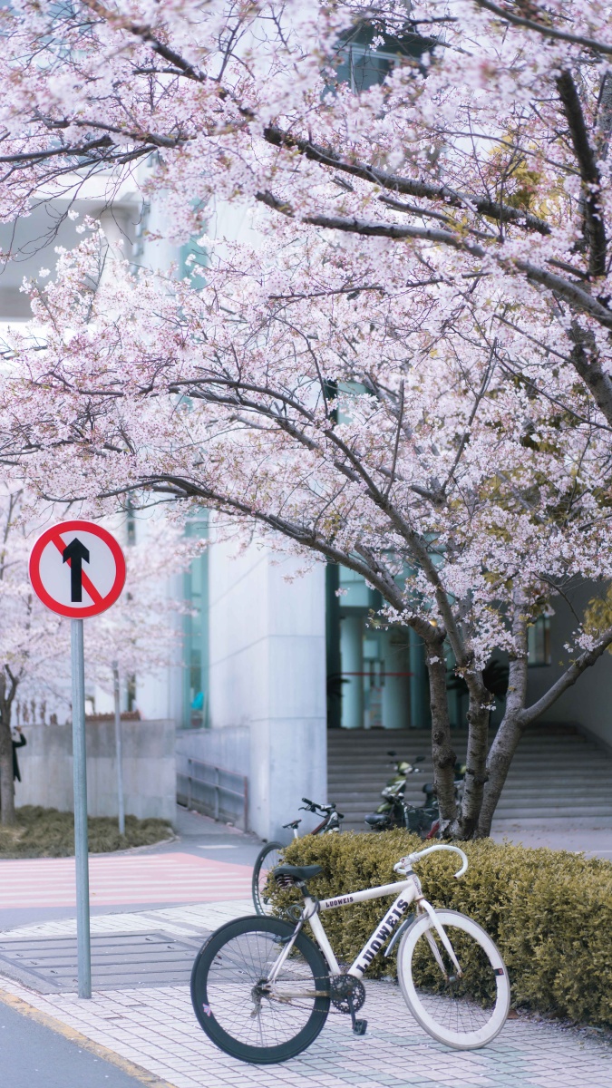 同济校园的樱花