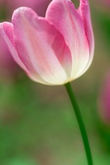 _MG_5736_1