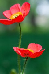 _MG_5798_1