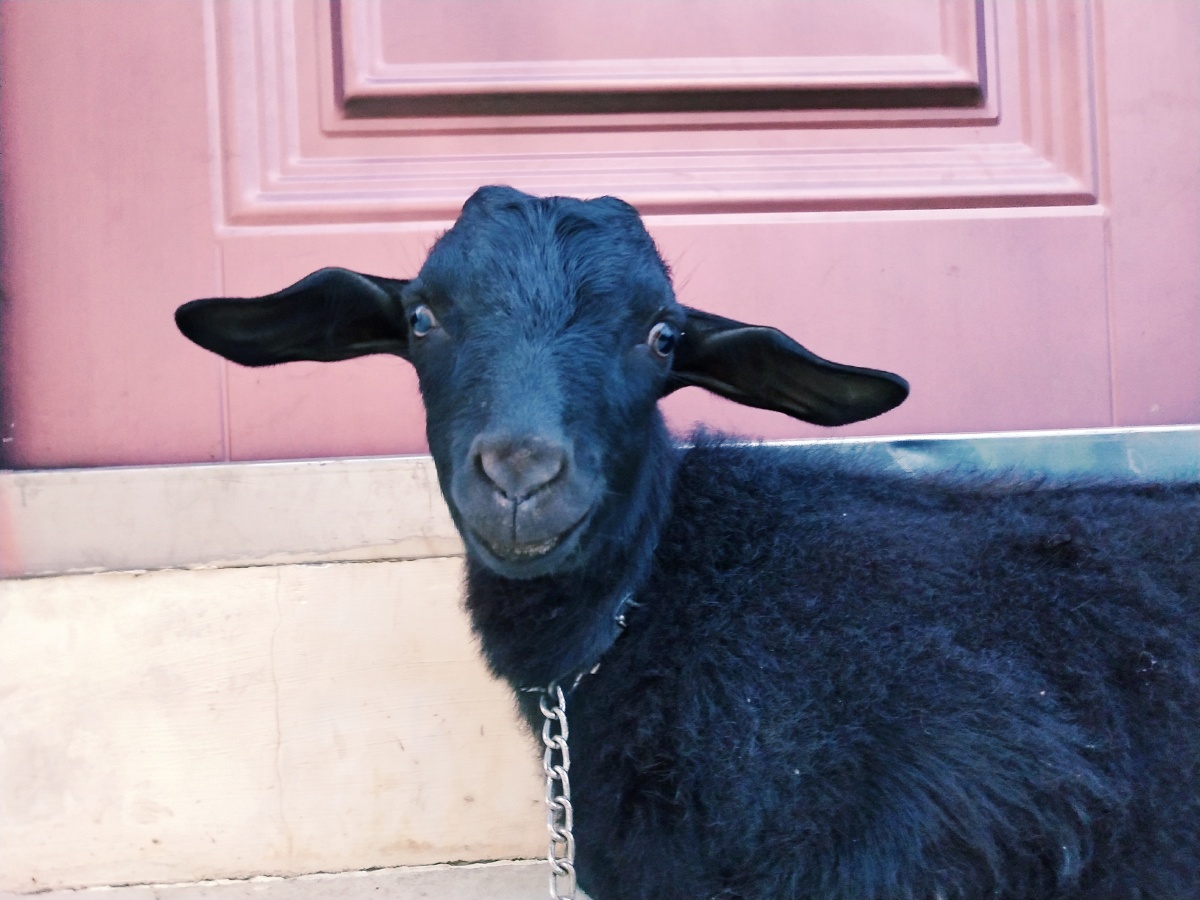 黑色的眼镜直勾勾盯着"他"被惊吓到的羊,嘴角微微扬起