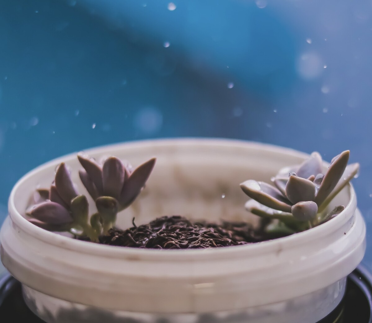 突然下雨抓拍的！随着感觉走的！