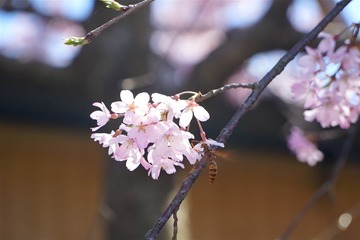 DSC05930_meitu_1