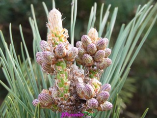 RIMG0295