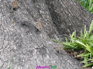 RIMG0752