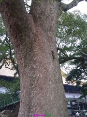 RIMG0763