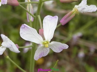 RIMG0904