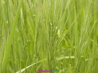 RIMG0905
