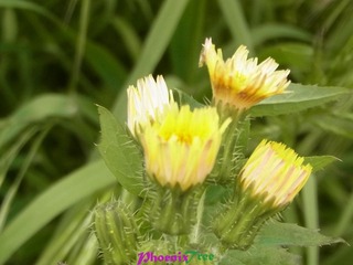 RIMG0906