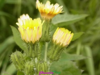 RIMG0907